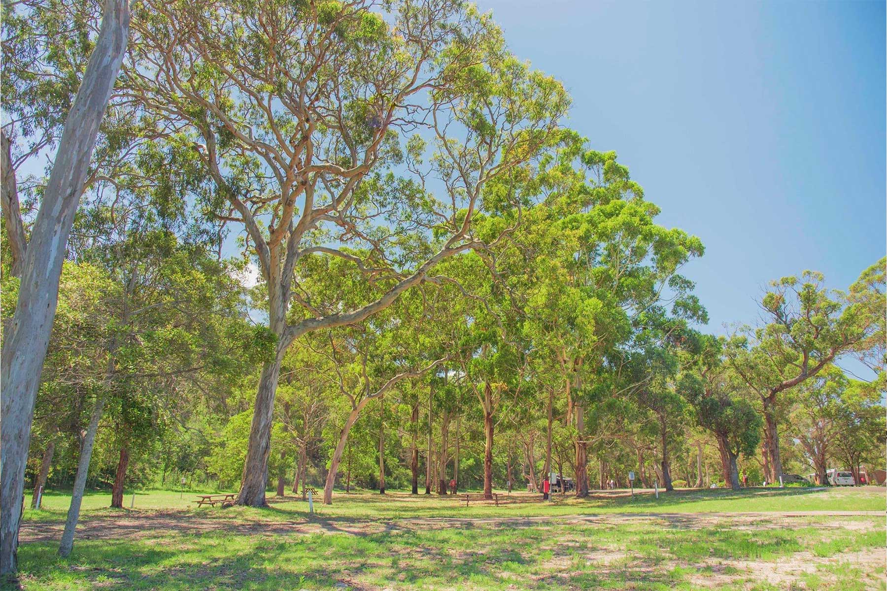 Beachfront Caravan Sites - Accommodation - Cabins- Glamping - Camping - Caravan Park - Tathra Beachside Eco Camp - NSW Sapphire, South Coast