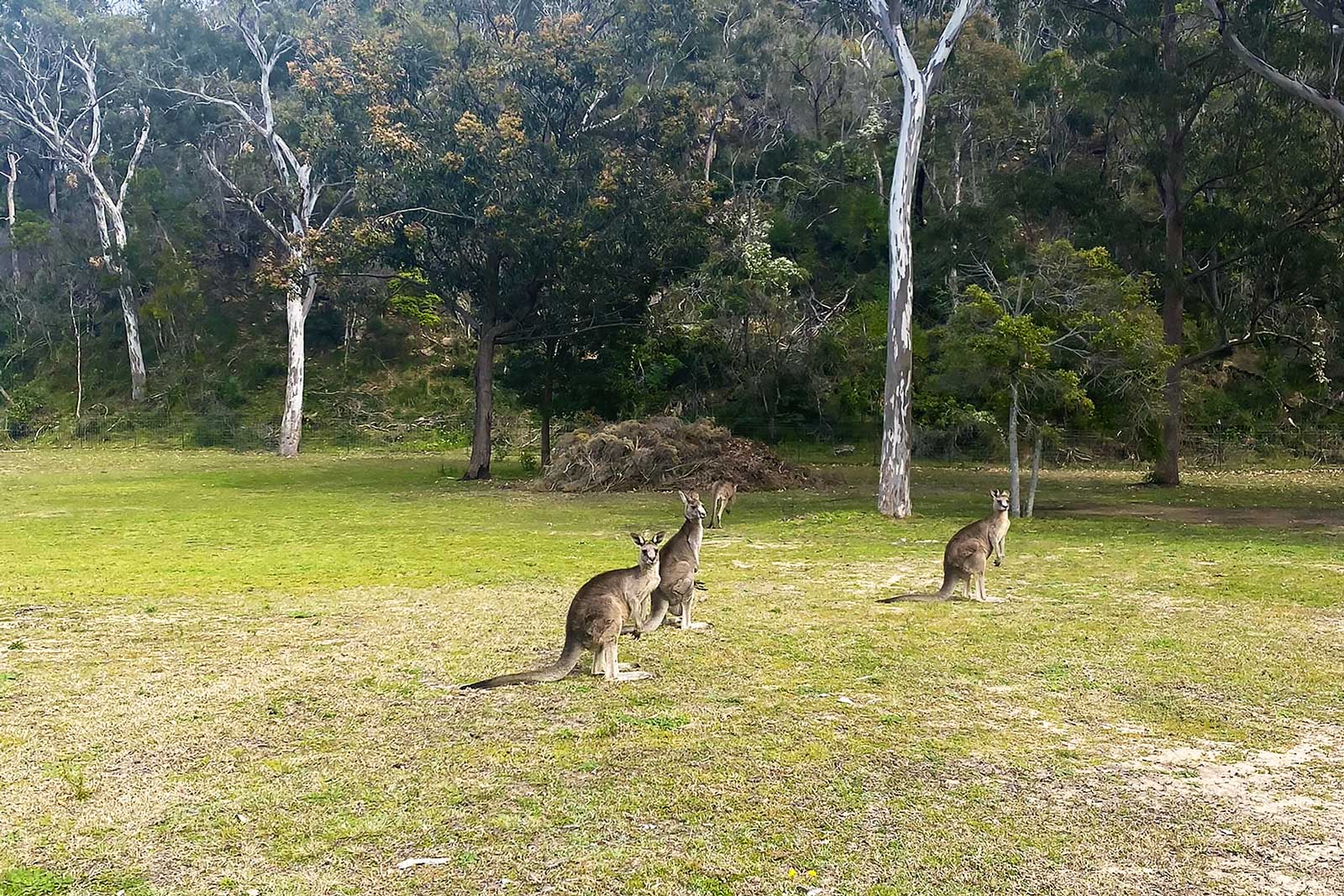 Unpowered Camp & Off Grid Caravan Sites - Tathra Eco Camp